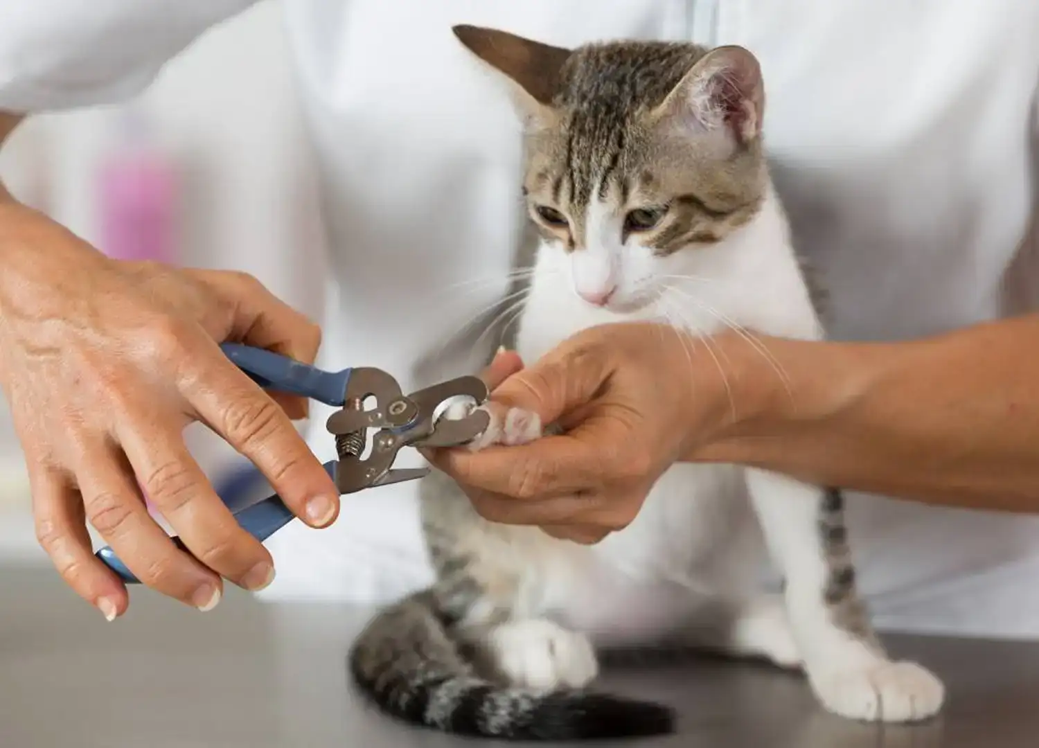 pets-and-pet-care